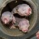 Coming to give you a kiss. (Image: Thomas Park/UIC)